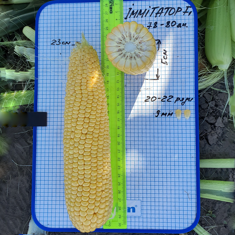 Насіння кукурудзи Іммітатор F1. Цукрова кукурудза Іммітатор F1 5 тис. насінин на 10 соток. ВНІС