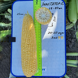 Насіння кукурудзи Іммітатор F1. Цукрова кукурудза Іммітатор F1 5 тис. насінин на 10 соток. ВНІС
