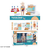 Детский игровой набор "Набор анатомия" H326A, изучение внутренних органов человека