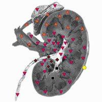 4505324403 w640 h2048 diagnostika 1