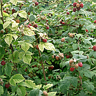 Дріт для виноградників із ПВХ покриттям, сірий 2/3.5мм, 100м, (Польща), фото 8