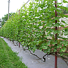Дріт для виноградників із ПВХ покриттям, коричневий 1.6/2.5мм, 100м, (Польща), фото 7