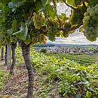 Дріт для виноградників із ПВХ покриттям, коричневий 1.6/2.5мм, 100м, (Польща), фото 9