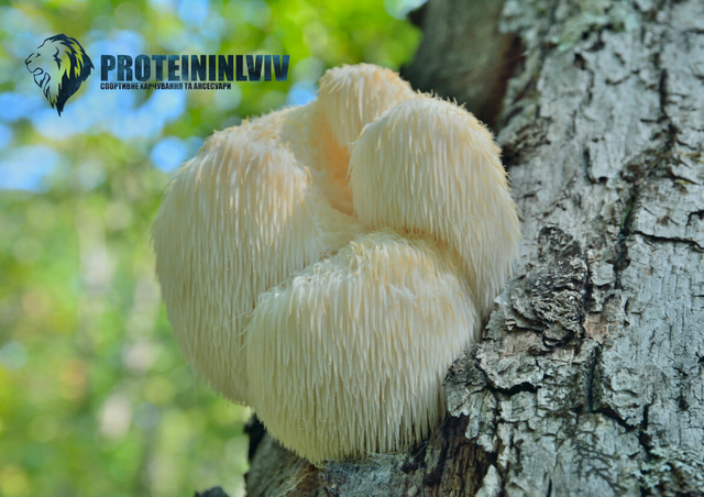 lion mane купити 