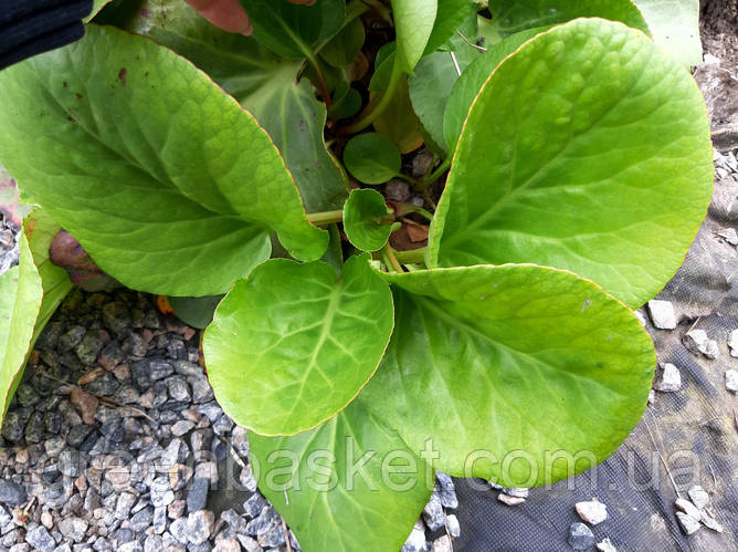 Купить Бадан толстолистный, саженец, корень в рассадном пакете, цена 60 ...