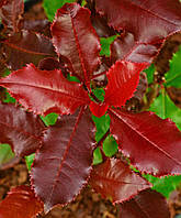 Фотинія "Magical Volcano". Photinia "Magical Volcano".