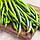 Насіння квасолі Крокет (Сrockett), 5000 шт., зеленої, спаржевої, фото 3