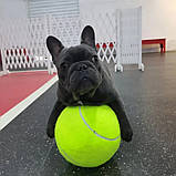 Великий тенісний м`яч 24 см, насос у комплекті. Тенісний м`яч великого розміру. Іграшка для собак, дітей, фото 10
