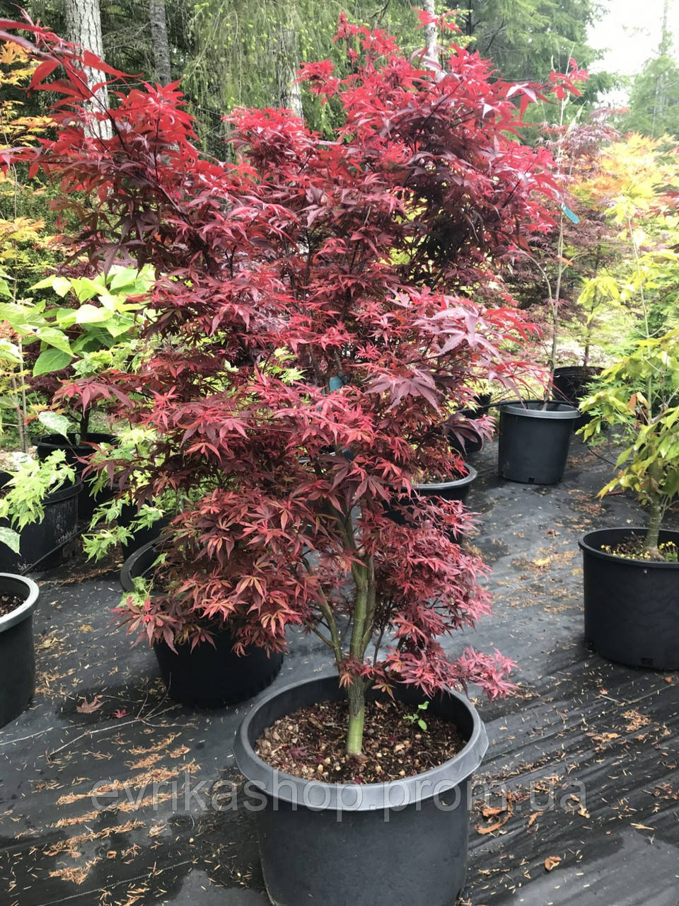 Японский Клен Rovinsky Garden Japanese Maple Shaina, 60-80см, Объём ...