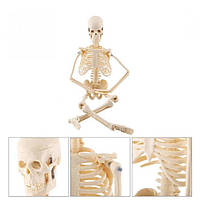 Скелет людини Руді 45 см (Д917у-5)