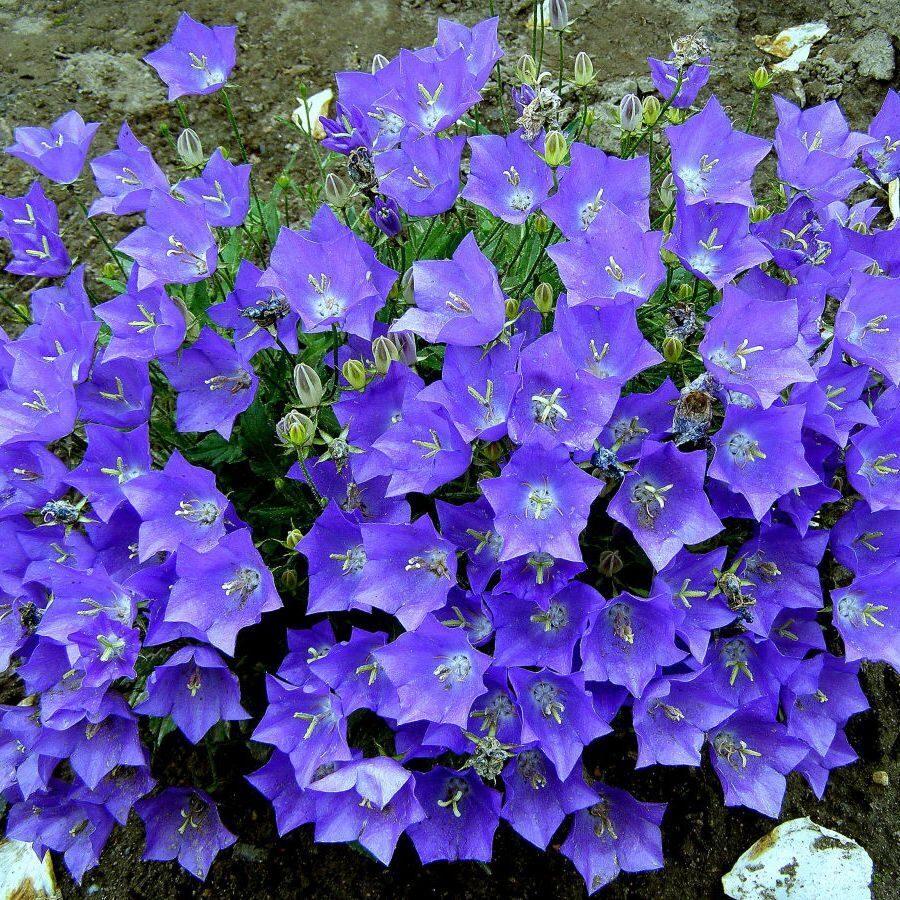 Насіння квітів Дзвіночок  карпатський  синій багаторічний — 0,05 г (Елісорт)