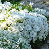 Семена цветов Колокольчик карпатский белый многолетний - 0,05 гр. Элитсорт