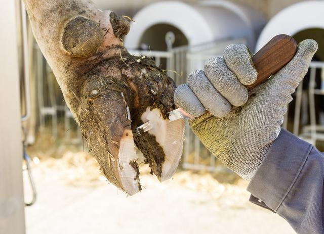 Нож копытный SuperProfi