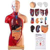 VEVOR Анатомическая модель тела человека с 15 съемными частями - Сердце Висцеральный мозг Скелет Медицинская