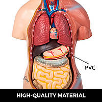 VEVOR 45 см унисекс анатомическая модель торса ПВХ модель человеческого тела анатомическая модель туловища с
