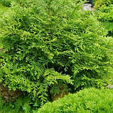 Туйовик долотовидний нана саджанці в горщиках Thujopsis, фото 2