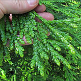 Туйовик долотовидний нана саджанці в горщиках Thujopsis, фото 3