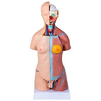 VEVOR 45 см унисекс анатомическая модель торса ПВХ модель человеческого тела анатомическая модель туловища с