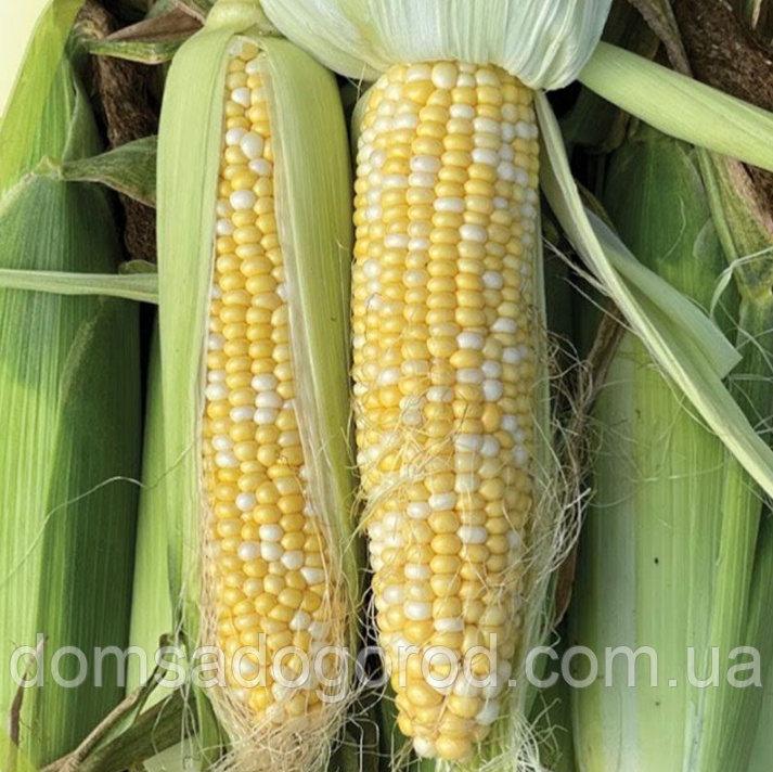 Кукурудза БСС 1075 F1 | BSS 1075 F1 Syngenta 100 000 насінин