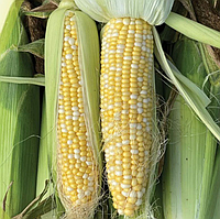 Кукурудза БСС 1075 F1 | BSS 1075 F1 Syngenta 5000 насінин