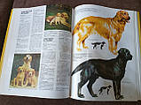 Книга Ваш собака. Практичний посібник з вибору та догляду за собакою, фото 5
