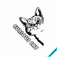 Термоаплікація Цікавий кіт, кішка, котик, cat [Свій розмір в асортименті]