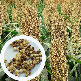 Сорго зернове біле насіння 20 грамів (прибл. 800 шт) (Sorghum bicolor)