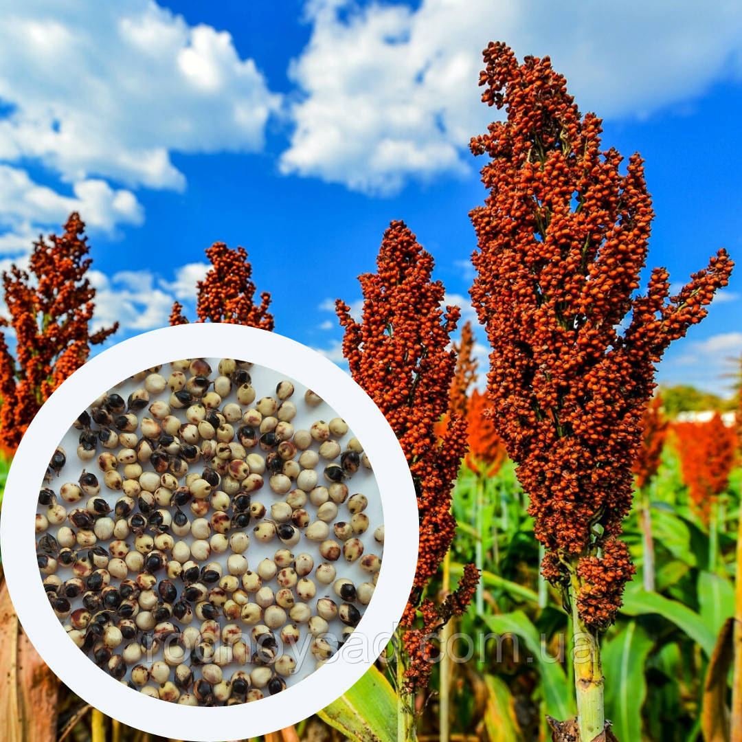 Сорго зернове червоне насіння 20 грамів (прибл. 800 шт) (Sorghum bicolor)