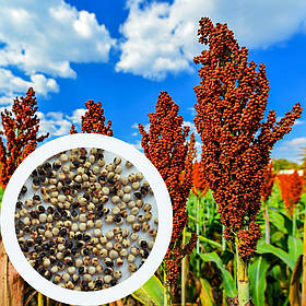 Сорго зернове червоне насіння 20 грамів (прибл. 800 шт) (Sorghum bicolor)