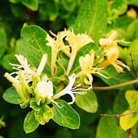 Саджанці Жимолості Японської Ауреоретикулата (Lonicera japonica Aureoreticulata) Р9