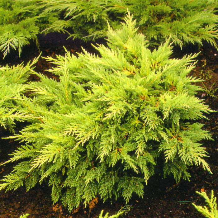 Ялівець середній Мордіган Голд (Juniperus media Mordigan Gold) a - 30-40 см в горщику С3 л, фото 1