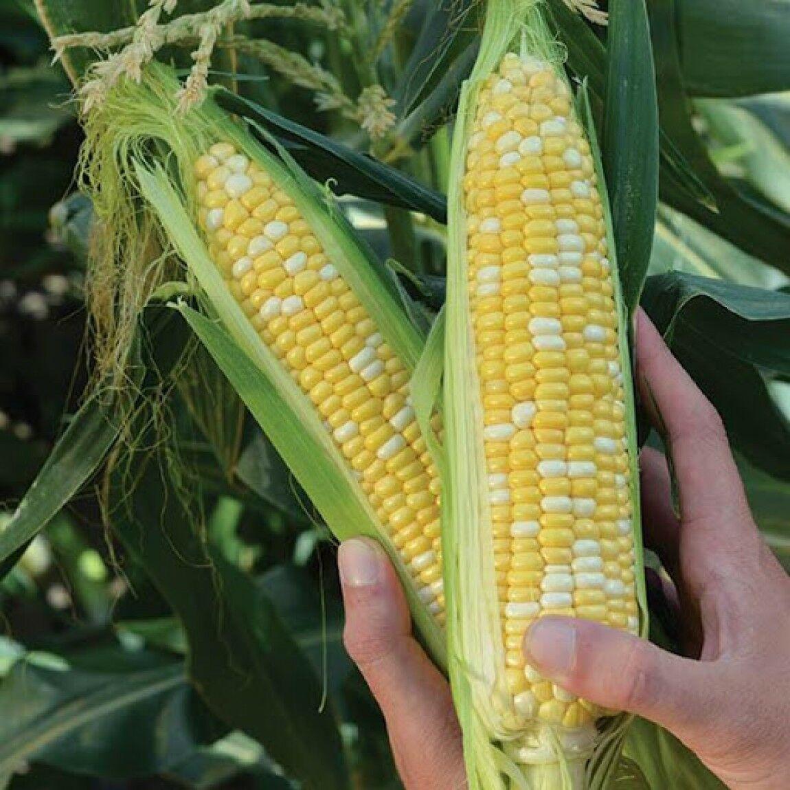 Насіння кукурудза цукрова Ракель Ф1 15шт.
