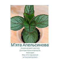 М'ята Апельсинова Mentha Granada саджанець.