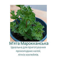 Мята Марокканская Mentha Мароккан. Молодой кустик с закрытой корневой системой.