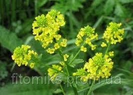 Купити Сурепка обыкновенная (Суріпиця звичайна) 100г, ціна 100 ₴ - Prom ...