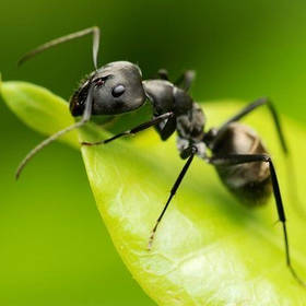 Захист від Мурашів