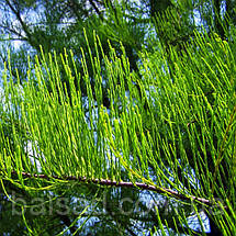 Таксодіум Нутанс / С7,5 / h 50-70 / Taxodium Nutans, фото 2