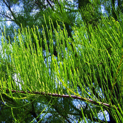 Таксодіум Нутанс / С7,5 / h 70 / Taxodium Nutans, фото 1