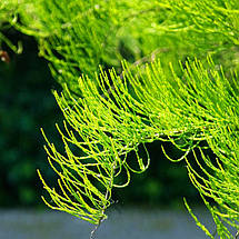 Таксодіум Нутанс / С7,5 / h 70 / Taxodium Nutans, фото 2