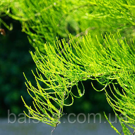 Таксодіум Нутанс / С5 / h 40-50 / Taxodium Nutans, фото 1