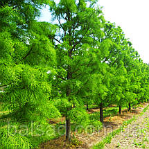 Таксодіум Нутанс / С7,5 / h 50-70 / Taxodium Nutans, фото 2