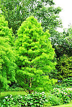 Таксодіум Нутанс / С5 / h 40-50 / Taxodium Nutans, фото 6