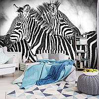 Флизелиновые фотообои в спальню черно-белые животные Две зебры (10159V)+клей