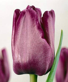 Тюльпан простий пізній Blue Aimable 3 цибулинки, фото 1