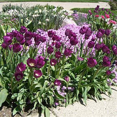 Тюльпан простий пізній Blue Aimable 3 цибулинки, фото 4