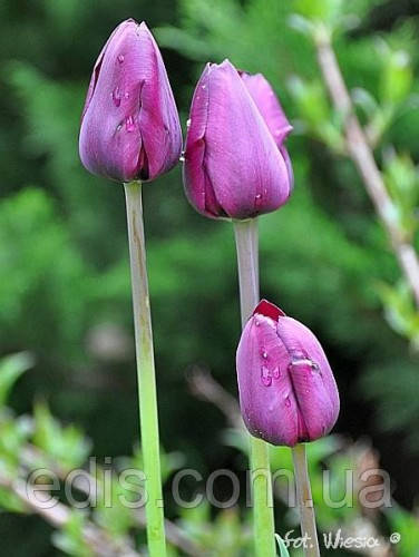 Тюльпан простий пізній Bleu Aimable Фото: тюльпан фіолетовий Bleu Aimable