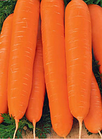 Морква Молдавія КОРАЛЛ 3 гр