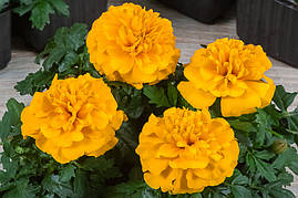 Насіння Чорнобривців Чіка, 1000 шт., голд, французькі розлогі