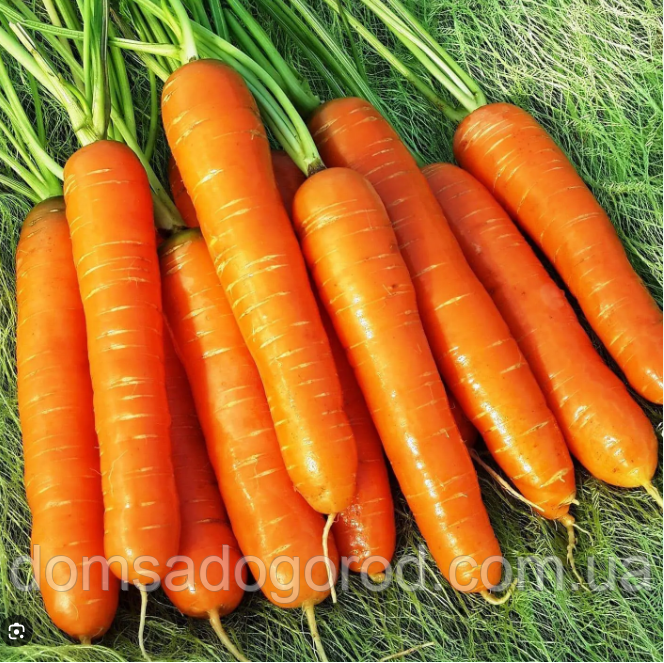 Насіння моркви Нантська Елітний ряд 3 гр.