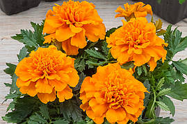 Насіння Чорнобривців Чіка, 1000 шт., оранж, французькі розлогі